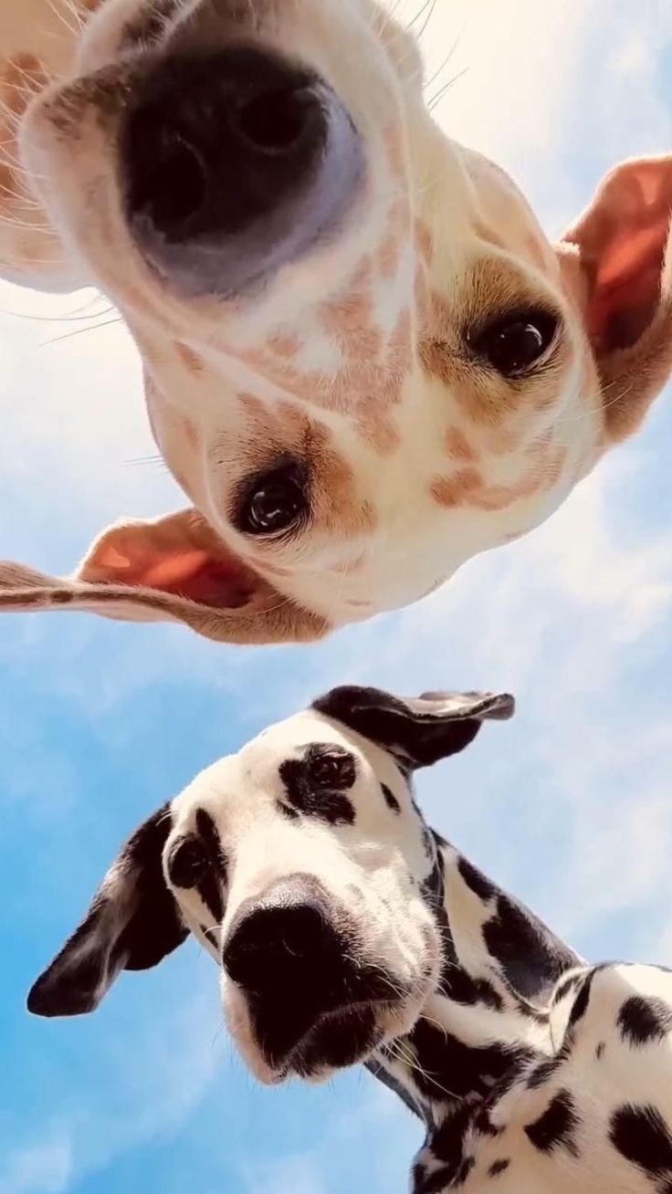 Two playful dogs under blue sky